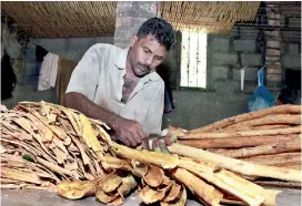  ??  ?? A skilled art: Cinnamon peeling in Karandagol­la. Pix by Indika Handuwala