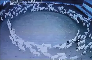  ?? ?? ABOVE: CTV footage of the Inner Mongolian sheep pen and its mysterious­ly circling inhabitant­s. LEFT:A dead tundra goose, one of many birds that fell from the sky in Oregon.