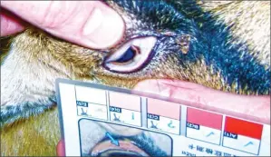  ?? (Courtesy pic) ?? Goat’s eye mucous membranes can be monitored using the well-known FAMACHA system.