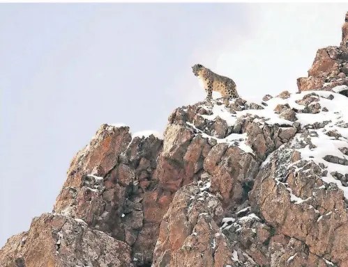  ?? FOTO: VINCENT MUNIER/DPA ?? Am Ende finden sie den Schneeleop­arden auf 4500 Metern Höhe.