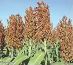  ??  ?? Sorghum crop