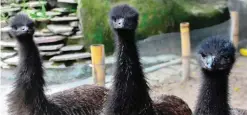  ??  ?? SAN SALVADOR: Picture of three emus at the National Zoo of El Salvador in San Salvador.—AFP