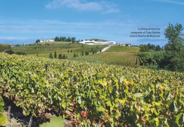  ??  ?? Looking across the vineyards of Casa Santos Lima’s Quinta da Boavista