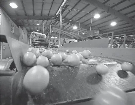  ?? ERNST PETERS/ USA TODAY NETWORK ?? Valencia oranges tumble down a conveyor after being washed at Peace River Citrus packinghou­se in Fort Meade, Fla.