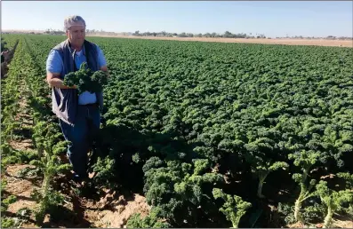  ?? Buy these photos at YumaSun.com PHOTOS BY BLAKE HERZOG/ YUMA SUN ?? JV FARMS GENERAL MANAGER Matt McGuire carries a handful of kale out of a field in the Yuma Valley Friday.