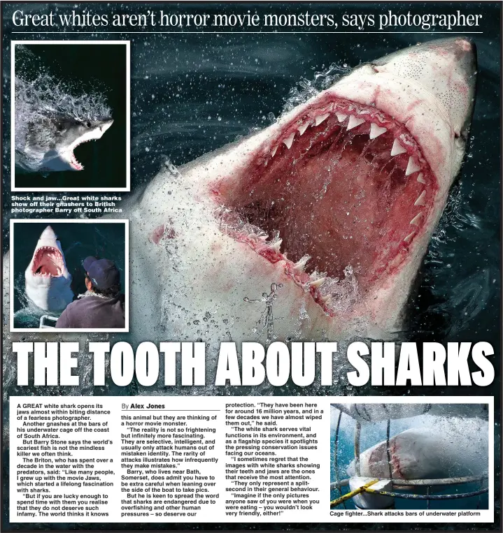  ?? Picture: MEDIADRUM ?? Shock and jaw...Great white sharks show off their gnashers to British photograph­er Barry off South Africa
Cage fighter...Shark attacks bars of underwater platform