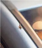  ?? ?? Oklahomans are seeing an earwig infestatio­n because of wet weather.