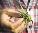  ?? BARBARA HADDOCK TAYLOR/BALTIMORE SUN ?? Andrew Norman, whose family owns One Straw Farm, holds a bud from one of the hemp plants he grows on the farm.