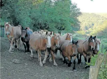  ?? ?? El caballar, que suele pastar libremente, es la opción de numerosos ganaderos.