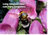  ??  ?? Long-tongued bees can enjoy foxgloves