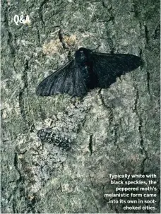  ??  ?? Typically white with black speckles, the peppered moth’s melanistic form came into its own in sootchoked cities.