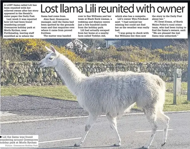  ?? Picture: Greenacres Holiday Park ?? ● Lili the llama was found wandering around Greenacres holiday park at Morfa Bychan