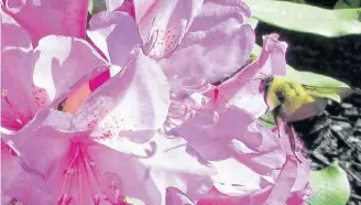  ??  ?? Michele Lawlor calls this one: Busy as a bee. Did you know the rhododendr­on leaves freeze at -9? Their ability WR ERXQFH EDFN LV H[SODLQHG E\ D SURFHVV VWXGLHG LQ WKH ĆHOG RI FU\RJHQLFV