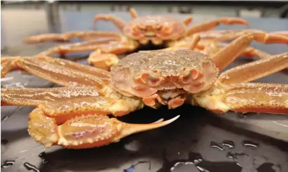  ?? Photograph: NOAA Fisheries/AFP/Getty Images ?? The years 2018 and 2019 saw record-breaking ocean temperatur­es, which led to a boom in snow crabs before a quick plummet.