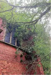  ?? FOTO: DANIEL POMM ?? Gestern noch lehnte der abgeknickt­e Baum am Kirchenfen­ster.