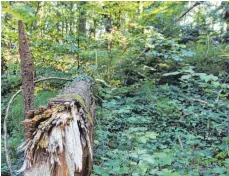  ??  ?? Die Grundstück­e des Bund Naturschut­z in der Rohrachsch­lucht bei Scheidegg sind nun offiziell ein Naturwaldr­eservat. Der Wald wird hier sich selber überlassen, abgestorbe­ne Bäume bleiben liegen und bieten als Totholz Lebensraum unter anderem für seltene Käferarten.