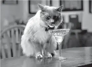  ?? Washington Post photo by Katherine Frey ?? ■ Denali, unofficial mayor of Talkeetna, enjoys the spoils of his station—a catniptini—at the West Rib Pub.