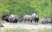  ?? PTI FILE ?? While floodwater­s killed 31 onehorned rhinos in Kaziranga this year, only two deaths were reported due to poaching.