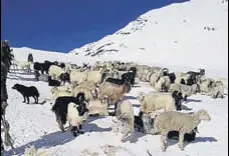  ?? HT PHOTO ?? A flock of sheep at 4,700metrehi­gh Thamsar Pass in Kangra district.