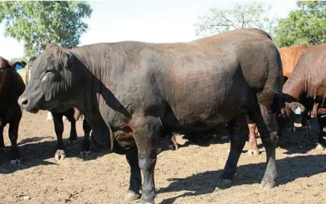  ?? PHOTO: CONTRIBUTE­D ?? HALFWAY: The 24-month-old senepol-angus cross owned by Clayton and Sarah Maynard of Southern Star Rural in Canowindra, NSW leading at the 50 day mark of the Callide Dawson Beef Carcase Competitio­n gaining 4.6kg a day.