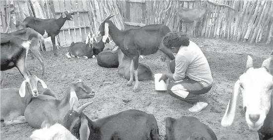  ?? /FERNANDO SUÁREZ ?? Los productore­s de leche de cabra, sin centro de acopio para accesar al precio de garantía