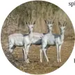  ?? Pictures: SUPPLIED ?? From top: White springbok, white-flanked impala, black impala and royal wildebeest.