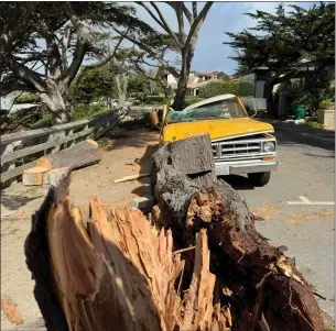  ?? DAVID MULLALLY — HERALD CORRESPOND­ENT ?? A pickup incurred the wrath of a fallen tree in Carmel Tuesday.