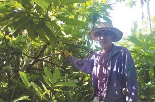  ??  ?? Tatay Sinon switched from convention­al to natural farming and is now reaping the multiple fruits of his labor.