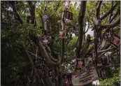  ?? CESAR RODRIGUEZ — THE NEW YORK TIMES ?? The Tree of Hope in Salamanca, Guanajuato, Mexico, where relatives of the disappeare­d display photos of their loved ones is seen last week,