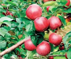  ?? أرشيفية ?? ثلث محصول التفاح السنوي لم يتم قطافه.
