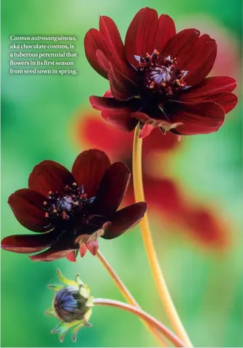  ??  ?? Cosmos astrosangu­ineus, aka chocolate cosmos, is a tuberous perennial that flowers in its first season from seed sown in spring.