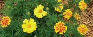  ?? SONIA DAY FOR THE TORONTO STAR ?? Summer Splash marigolds produce delightful flowers of two different colours on one plant.