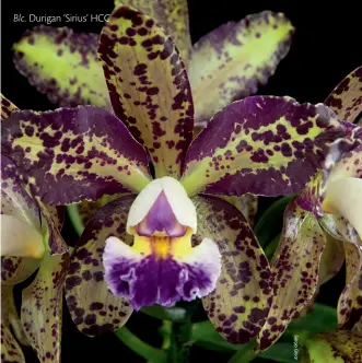  ??  ?? Blc. Durigan ‘Sirius’ HCC
Desenvolvi­da pelo Orquidário Durigan, essa planta começou a ser trabalhada no final do século 20 e apresenta flores bastante pintalgada­s