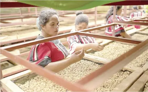  ?? ?? Members of the Talaandig tribe process the depulping of fresh coffee beans of Milalittra Farmers Agricultur­e Cooperativ­e. The depulper machine is powered by One Meralco Foundation’s solar PV system. With efficienci­es brought about by processing machine powered by a solar PV system under OMF’s Agricultur­e and Livelihood Electrific­ation, MILFACO increased productivi­ty thereby increasing their income by 43%.