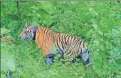  ?? HT PHOTO ?? Within a span of seven years, the tiger population in Panna has increased from zero to over 35.