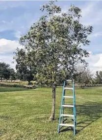  ?? Courtesy photos ?? The pecan is the state tree of Texas. It grows well in deep, loose, well-watered soil. Unfortunat­ely they are susceptibl­e to twig girdlers that cut off the tip ends to lay their eggs. The damage is slight, usually. Pick up the cut ends and put them in the trash.