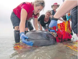  ?? VANCOUVER AQUARIUM MARINE MAMMAL RESCUE CENTRE/ THE CANADIAN PRESS ?? A false killer whale named Chester has died at the Vancouver Aquarium. Chester was rescued from a beach near Tofino, B.C., in 2014.