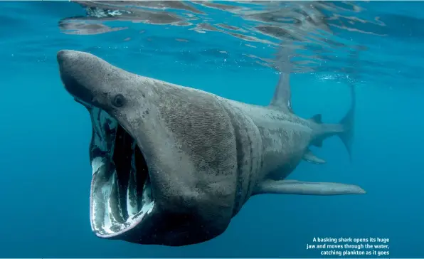  ?? ?? A basking shark opens its huge jaw and moves through the water, catching plankton as it goes