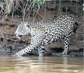  ?? Picture: 123rf.com/zwilling33­0 ?? JAGUAR.