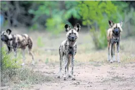  ??  ?? ON THE MOVE: Wild dogs in the Hluhluwe-Imfolozi Park before being darted as part of an operation to relocate them from northern KwaZulu-Natal to Limpopo