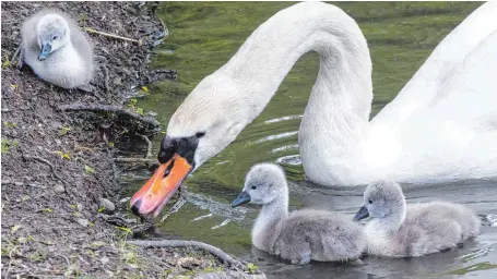  ?? FOTO: CHRISTIAN FLEMMING ?? Drei frisch geschlüpft­e Schwanenba­bys drehen mit ihren stolzen Eltern ihre Runden auf dem Köchlinwei­her, sofern sie nicht im Nest unter Mamas Flügeln schlafen.