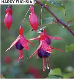  ?? HARDY FUCHSIA ??