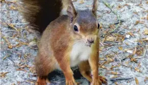  ??  ?? A red squirrel on Brownsea Island, now owned by the National Trust, which was named Keep Away Island by Blyton in