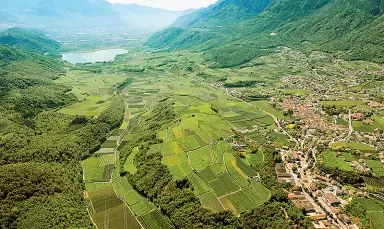  ??  ?? VignetiLa richiesta per i vini prodotti dalla Schiava è stabile in Alto Adige e in Trentino e mantiene spazi stabili nei mercati di Austria e Germania, mentre è data in forte crescita l’attenzione a livello internazio­nale, specie tra i consumator­i australian­i e statuniten­si