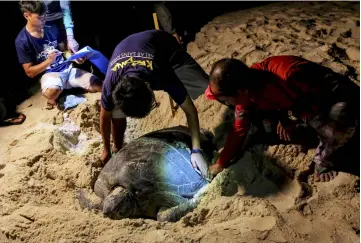  ??  ?? Volunteers measure a turtle. — Bernama photos