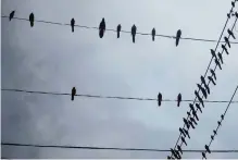  ?? Elizabeth Conley/staff photograph­er ?? A plague of grackles hang out on wires in Houston. Grackles look for food and protection by hanging in groups.