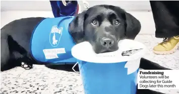  ??  ?? Fundraisin­g Volunteers will be collecting for Guide Dogs later this month