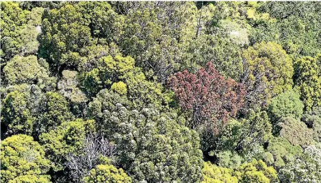  ?? SUPPLIED ?? Kauri dieback as shown from the air.