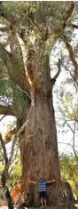  ??  ?? KEKAYAAN ALAM: Pohon Tuart raksasa di Malbup Bird Hide (ayah saya sebagai model).
