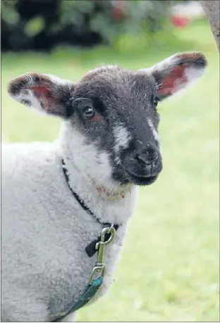  ??  ?? Survivor: Chocky the lamb recovering at home after having his throat cut.
matamata.editor@wrcn.co.nz